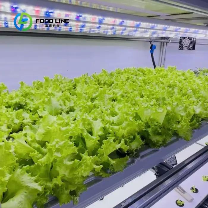 Grande serre agricole à simple travée avec panneaux PIR et système intelligent de culture de champignons pour ferme commerciale et usine de plantes