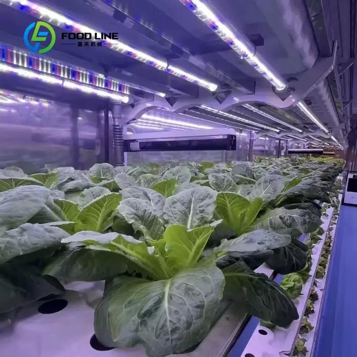 Grande serre agricole à simple travée avec panneaux PIR et système intelligent de culture de champignons pour ferme commerciale et usine de plantes