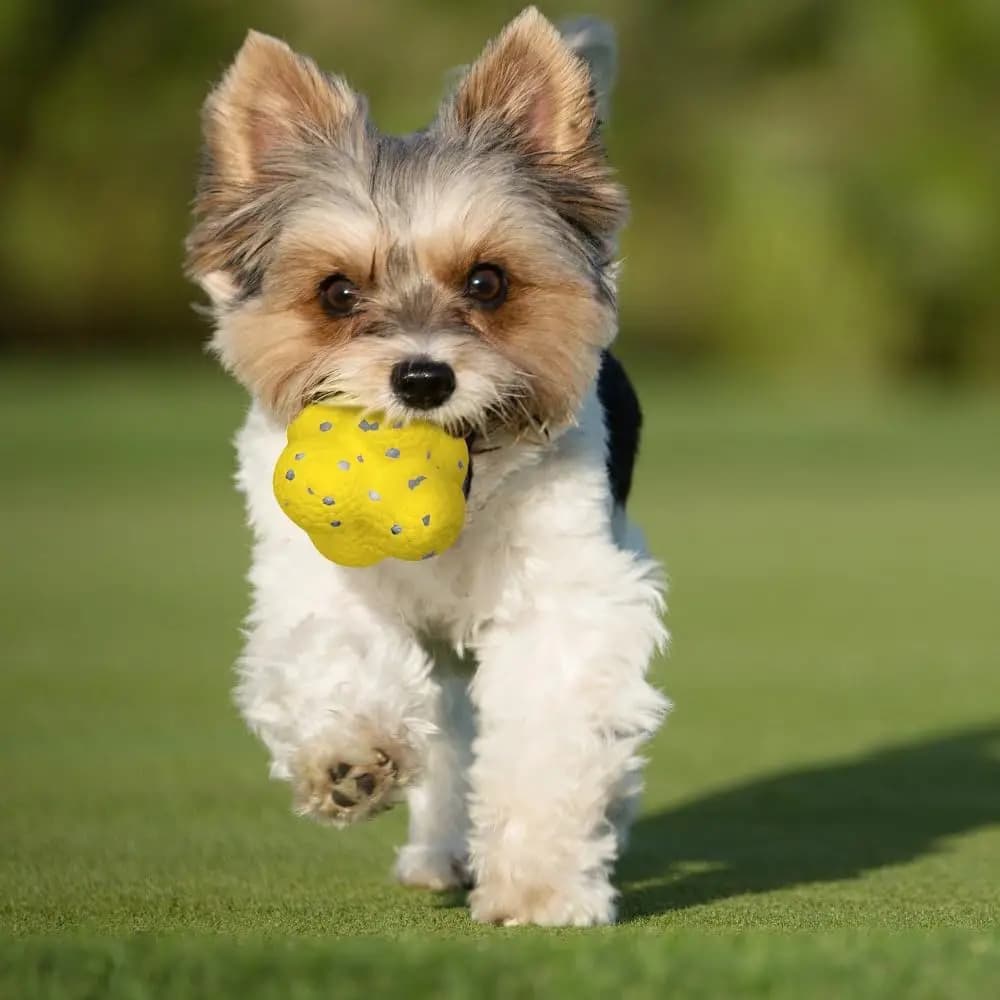 Jouet pour chien de compagnie, balle Super résistante aux morsures, balle légère à mâcher ETPU, joue