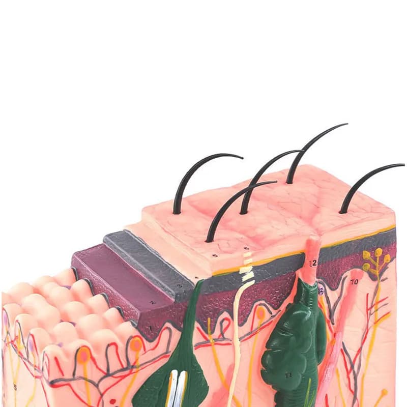 Modèle de peau, structure de peau et de cheveux, modèle d'agrandissement, modèle anatomique, anatomi