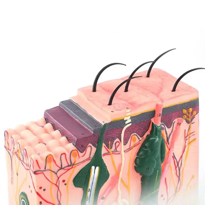 Modèle de peau, structure de peau et de cheveux, modèle d'agrandissement, modèle anatomique, anatomi