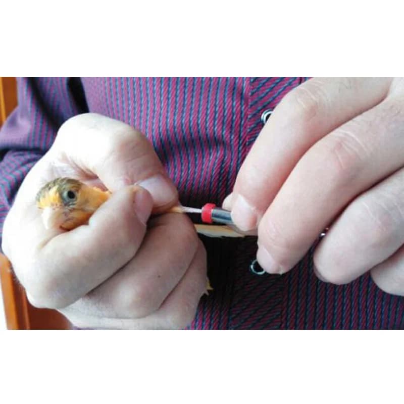 200 pièces anneau d'oiseau bandes de jambe pour perroquet Finch canari Gouldian diamètre 3mm 4mm 5mm