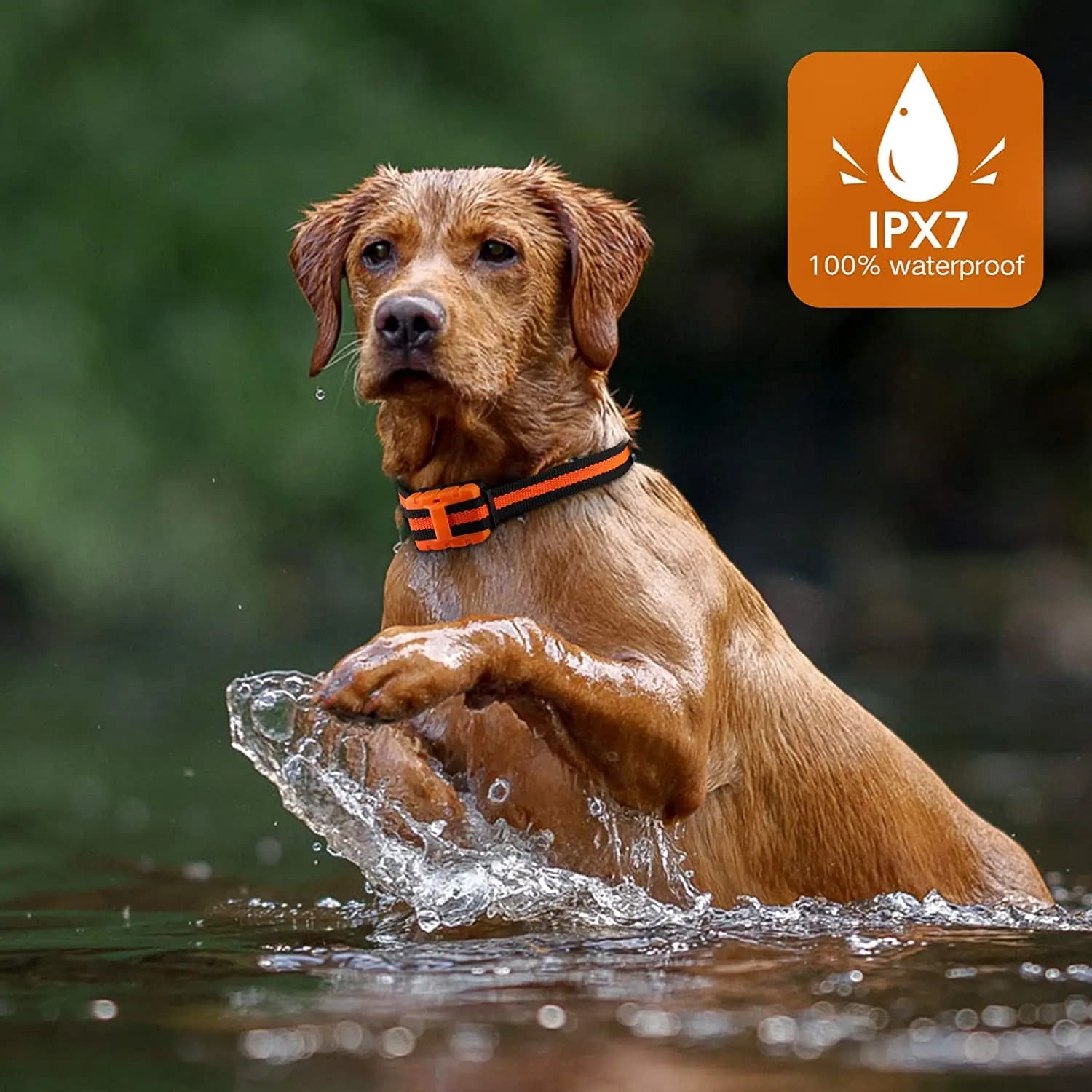 Collier de dressage pour chien colliers de choc rechargeables imperméables pour chien avec bip d'ent