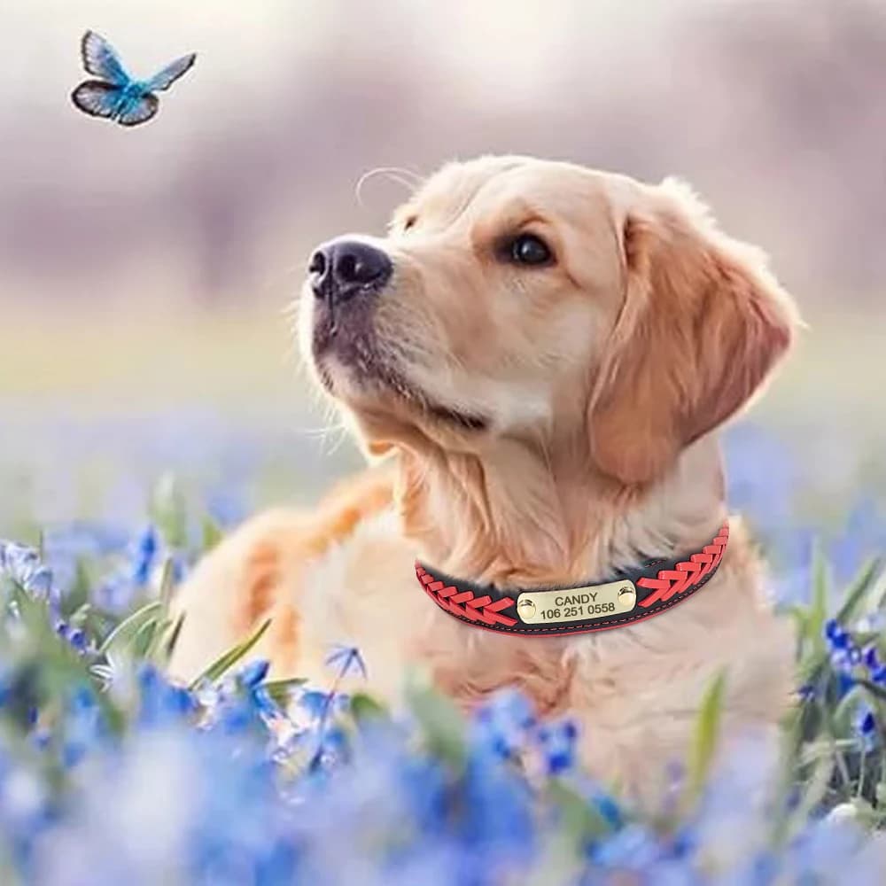 Collier de chien personnalisé en cuir rembourré pour chiens, colliers tressés, gravure gratuite, éti