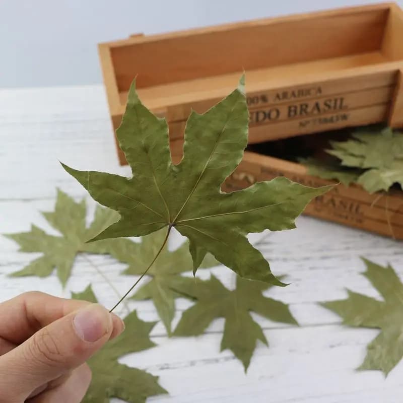 Feuilles d'érable naturelles, feuilles sèches, feuillage rouge et vert, ornement, marque-page, acces