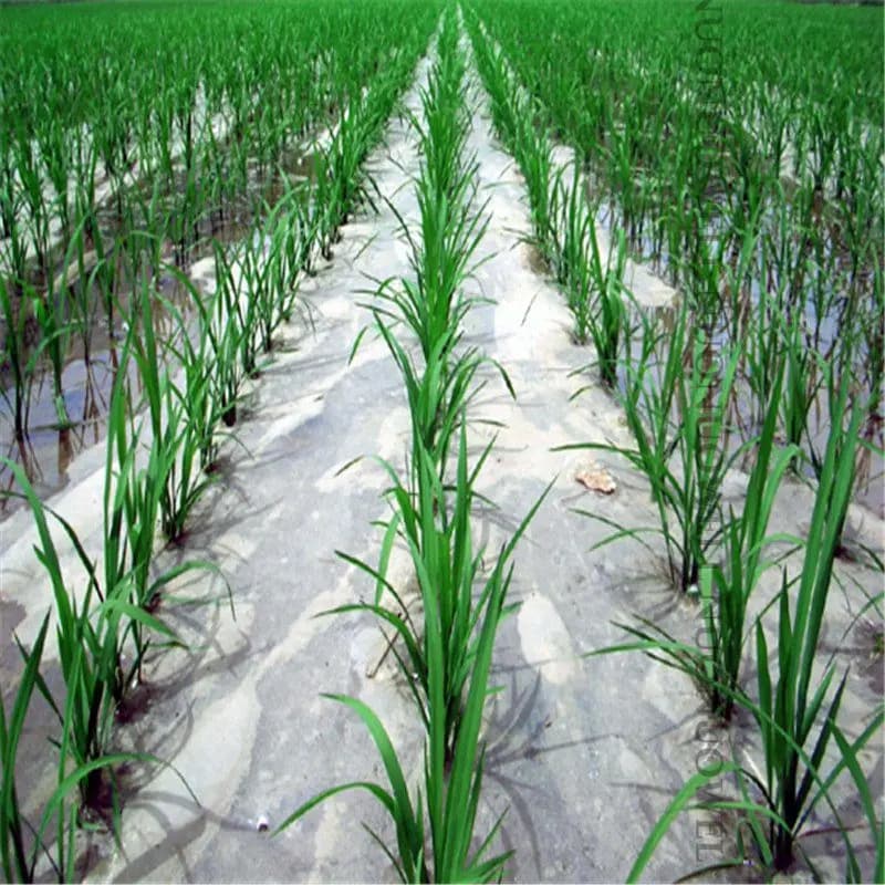 50m 0.6 ~ 2m d'épaisseur 0.01mm Agriculture Film blanc plantation de légumes Film de paillis en plas