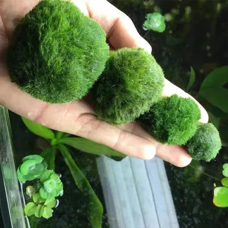 Plantes d'aquarium vivantes, algues, poissons, crevettes, ornement de réservoir, simulation de boule