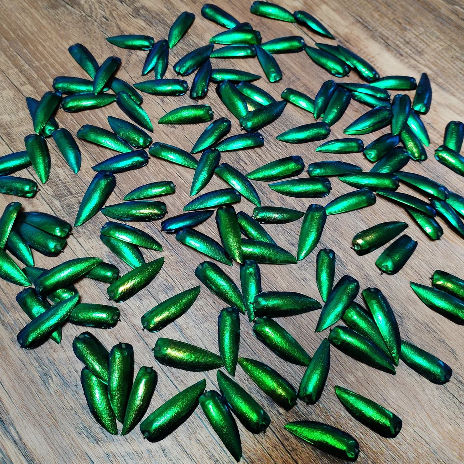 50 pièces bijou coccinelle Elytra vert émeraude vraies ailes d'élytron insectes naturels Coleoptera 