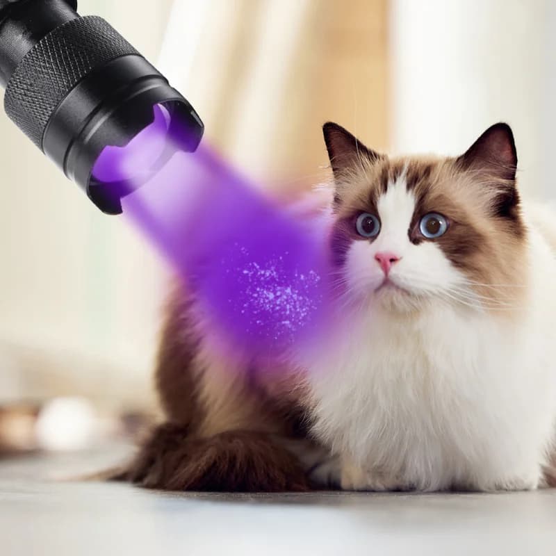 Lampe de poche UV portative à lumière noire, Mini torche lumineuse 395nm, détecteur pour chiens, tac