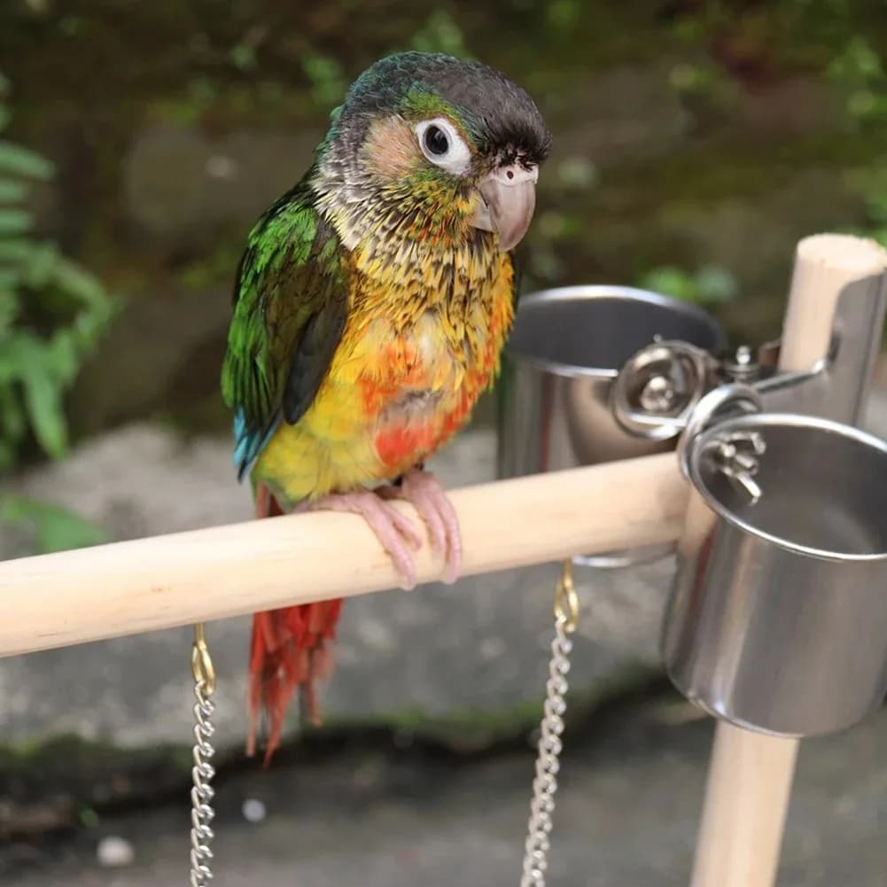 Aire de jeux pour oiseaux, support de perche, tasses d'alimentation, balançoire, échelle d'escalade,