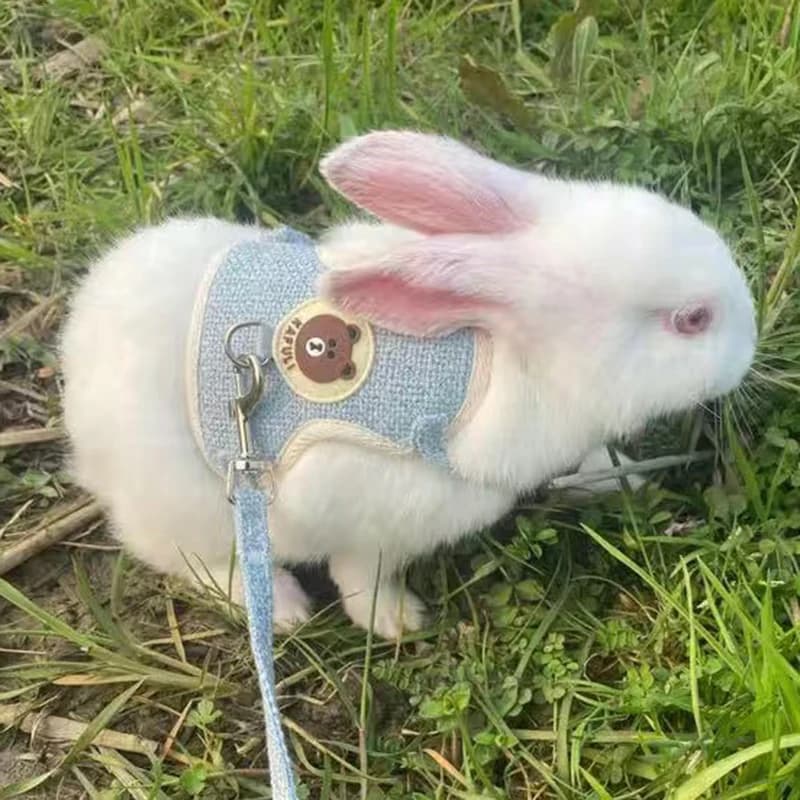 Ensemble harnais et laisse pour lapin mignon, accessoires pour animaux de compagnie, gilet, laisses 