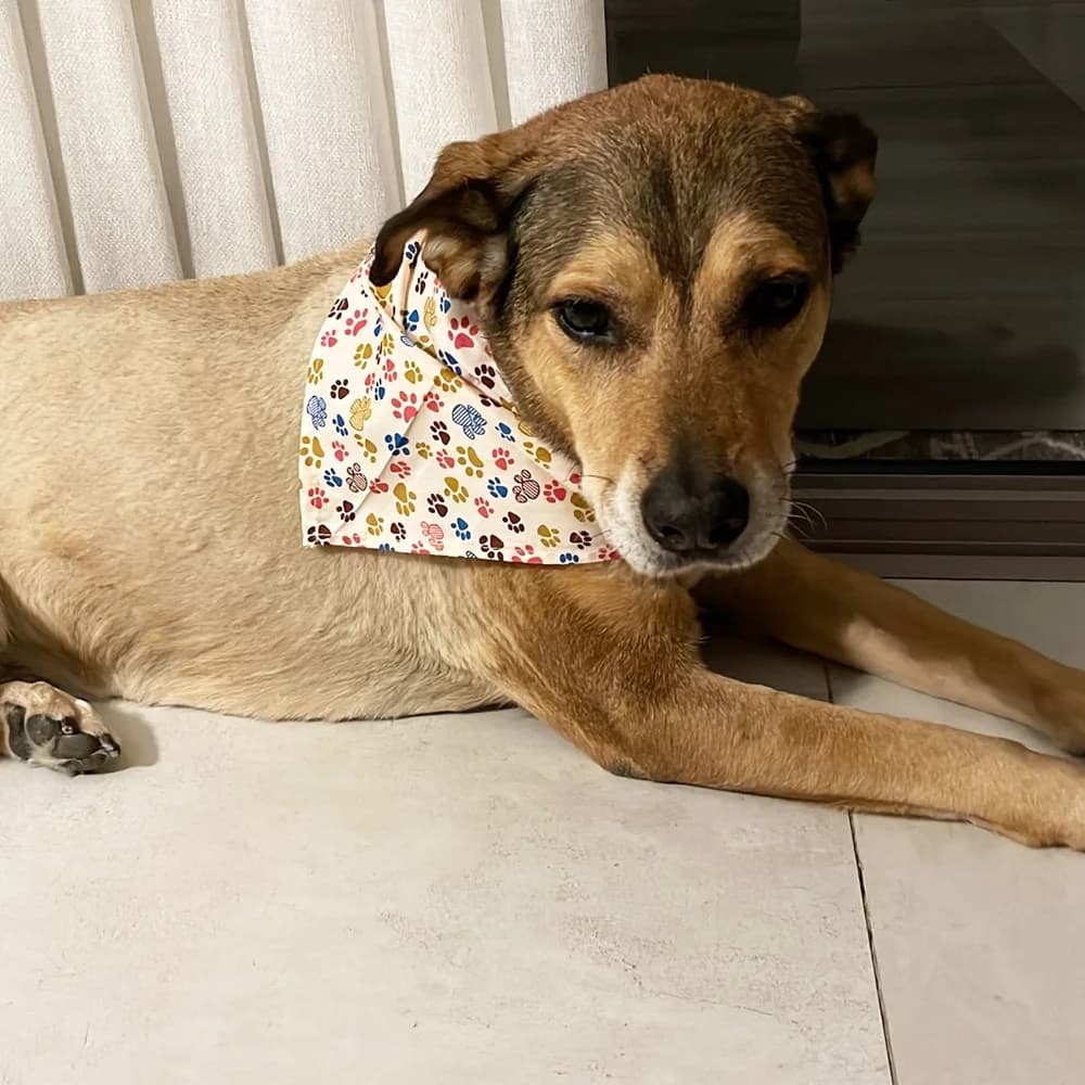 10/40/80 pièces 4 Types de tailles Bandana pour chien 100% coton respirant moyen grand accessoires p