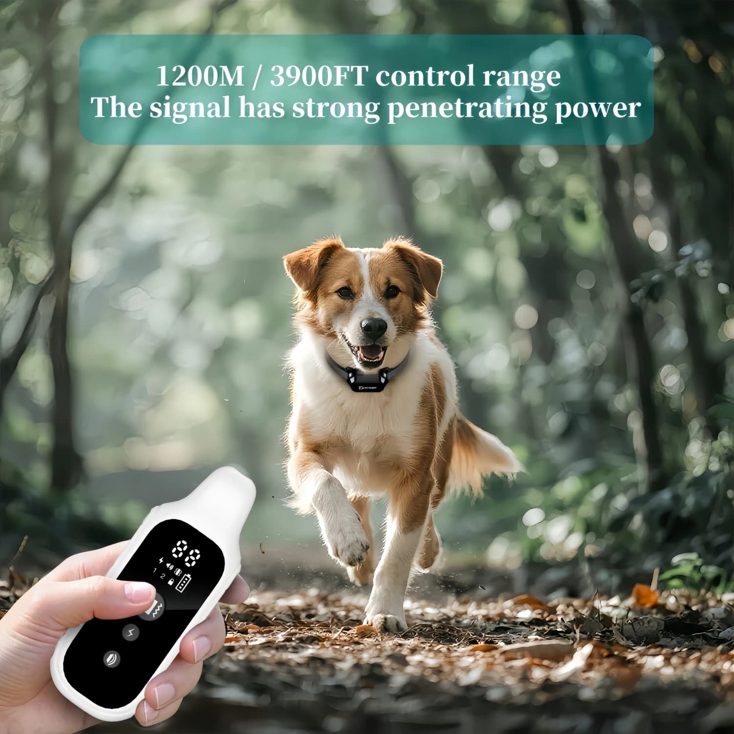 Collier de dressage numérique pour chien, 800m, étanche, Rechargeable, télécommande, pour animaux de