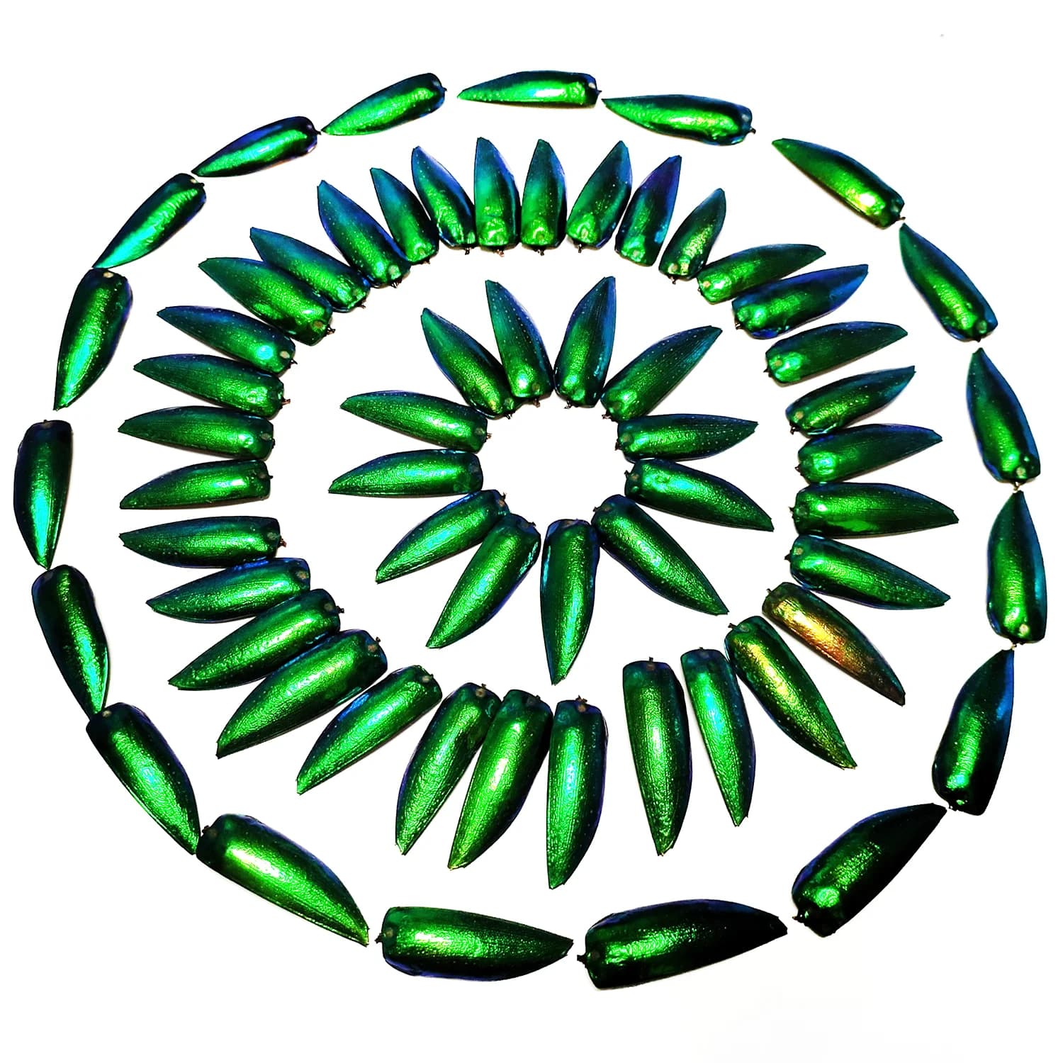 50 pièces bijou coccinelle Elytra vert émeraude vraies ailes d'élytron insectes naturels Coleoptera 
