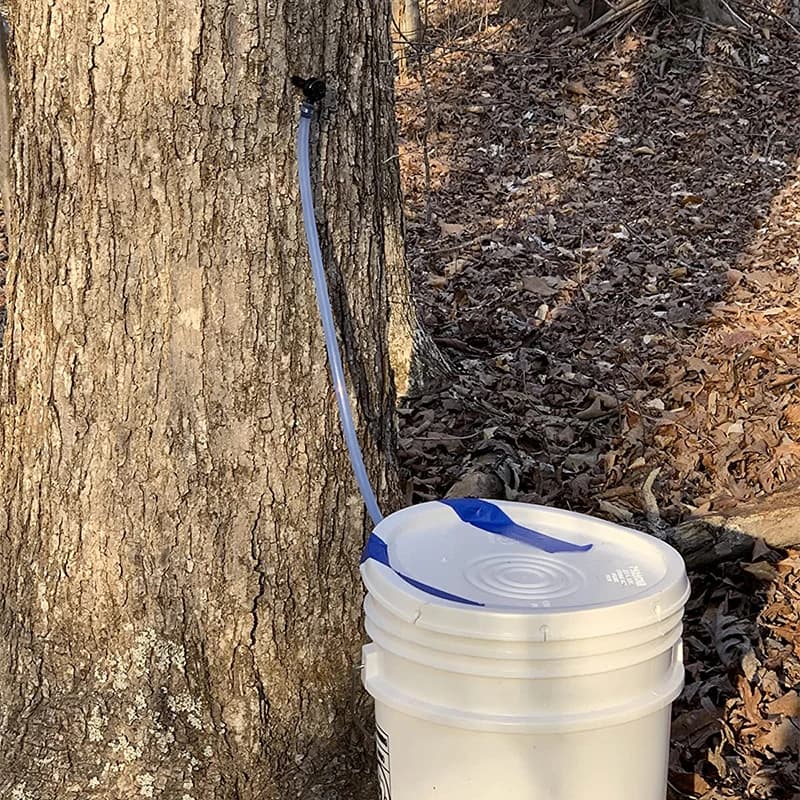 Kit de taraudage d'arbre à sirop d'érable, ensemble de robinets compte-gouttes de Sap en érable, Tub