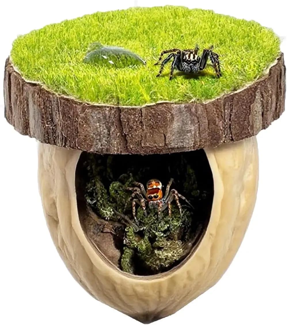 Kit de décoration de boîtier de plate-forme d'escalade d'araignée sautante avec cachette pour habita