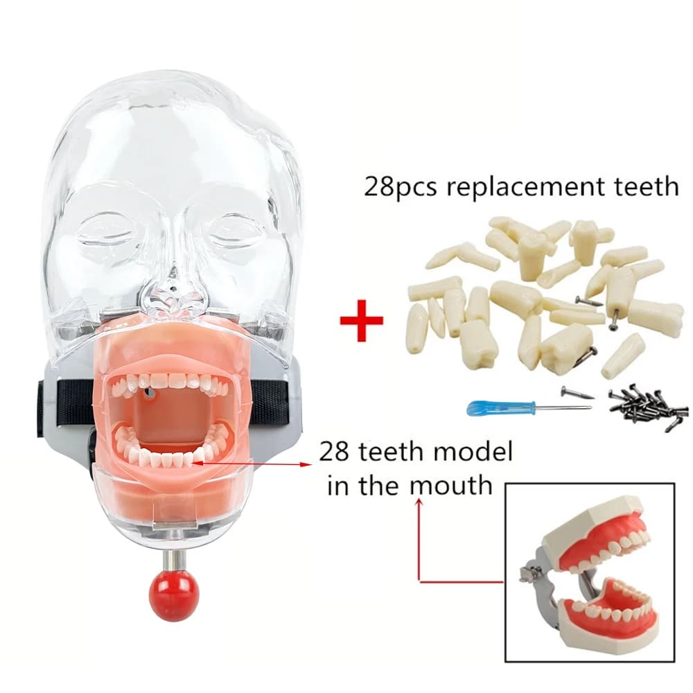 Simulateur dentaire, modèle de tête simple, fantôme dentaire avec 28/32 dents, modèle de typodont, é