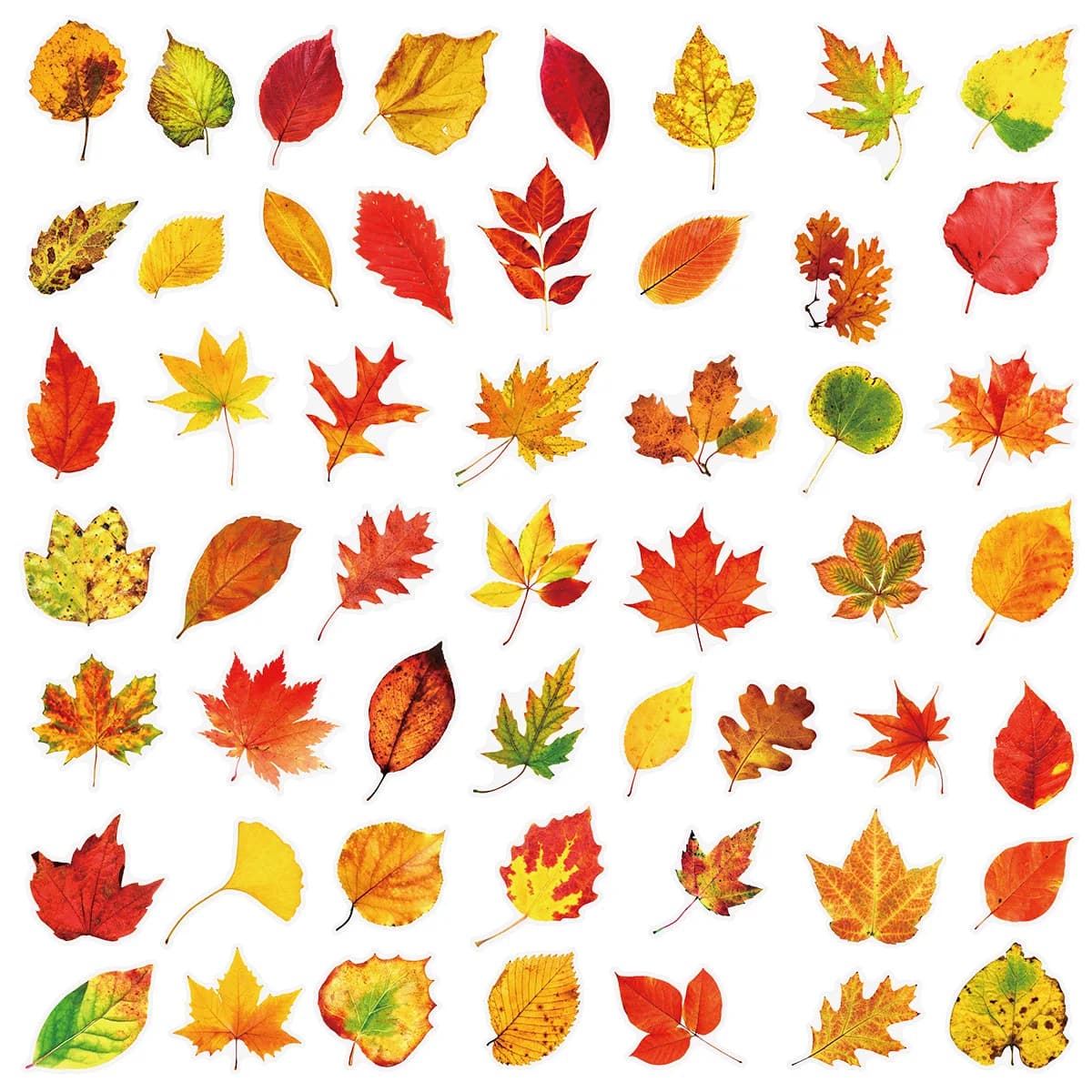 Autocollants feuilles d'érable feuilles de plantes, 50 pièces, transparents, PET, étanches, papeteri