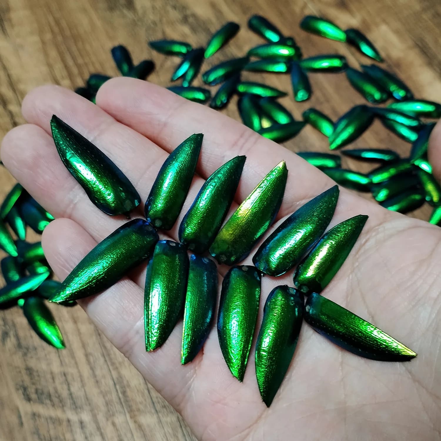 50 pièces bijou coccinelle Elytra vert émeraude vraies ailes d'élytron insectes naturels Coleoptera 