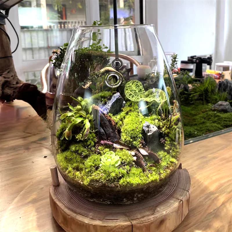 Micro bouteilles en verre de paysage avec couvercle, bouteille de mousse succulente verte fraîche, V