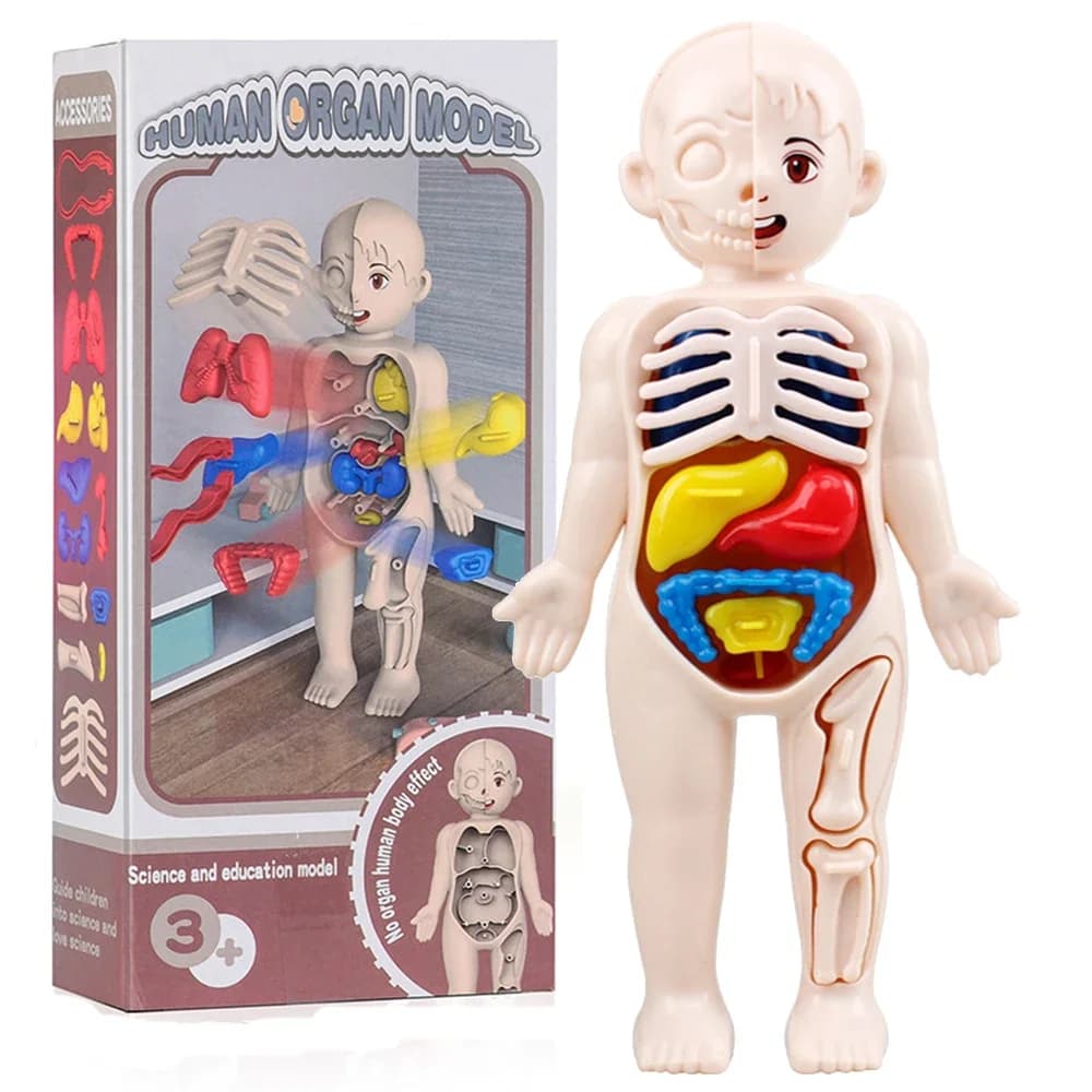 Jouets Montessori pour enfants, éducation scientifique, modèle d'anatomie d'organes du corps humain,