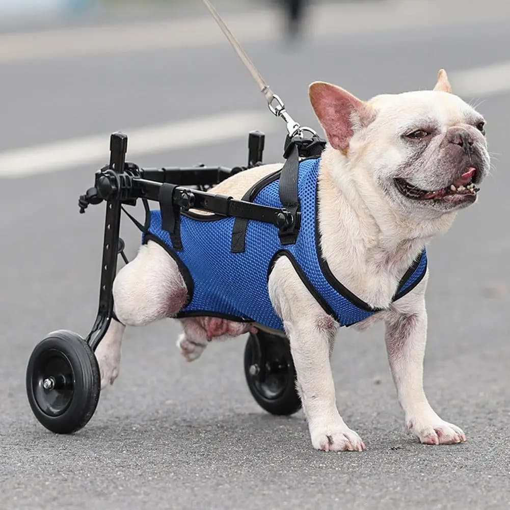 Chariot pour animaux de compagnie, jambe arrière réglable, aide à la mobilité pour chien handicapé, 