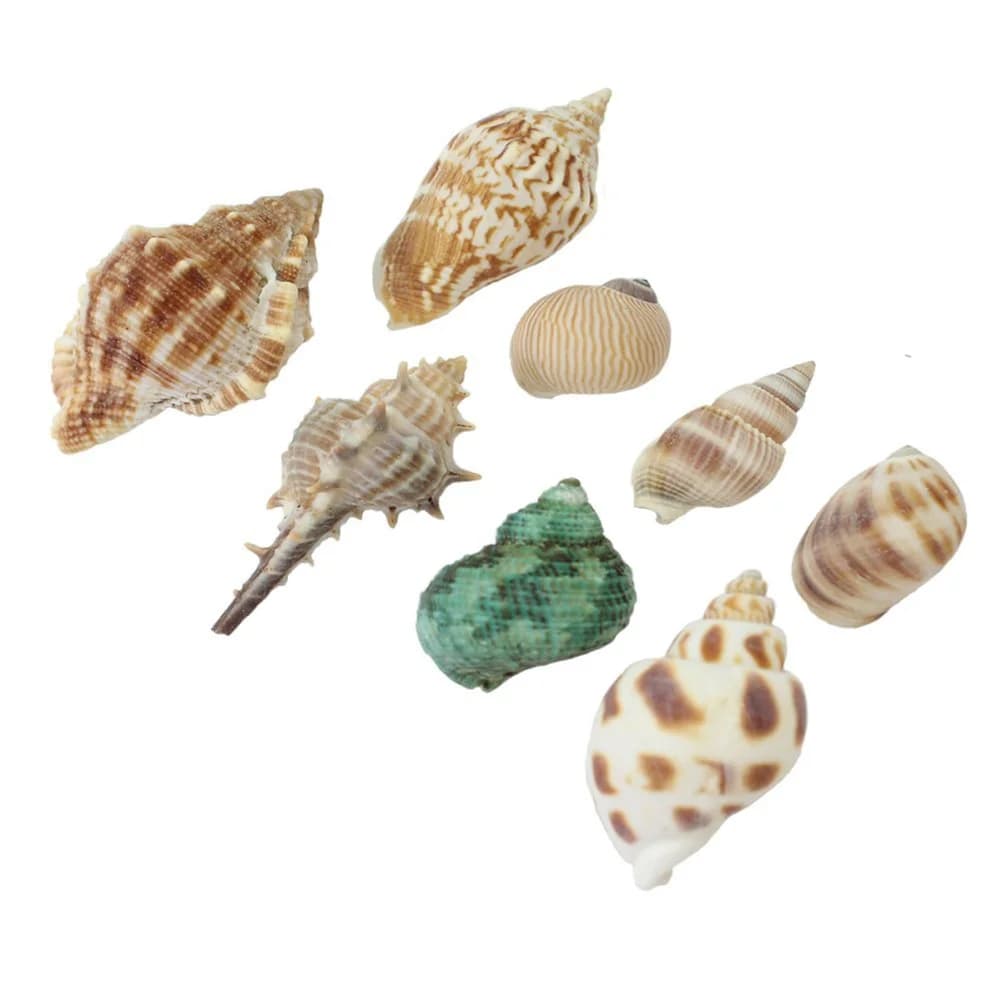 Ensemble de décoration de coquillage de mer 100G, coquillages colorés pour bijoux artisanaux, décora