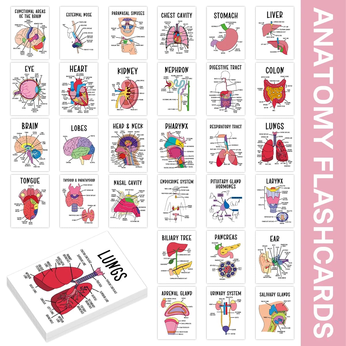 30 cartes flash d'anatomie, cerveau détaillé, carte d'étude de tyrïde et parathydien, pour l'auto-ap
