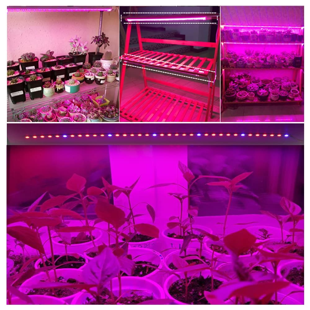 Barre lumineuse LED 12V 5730 pour culture de plantes, rouge, blanc, bleu, Plytolamp pour serre, tent