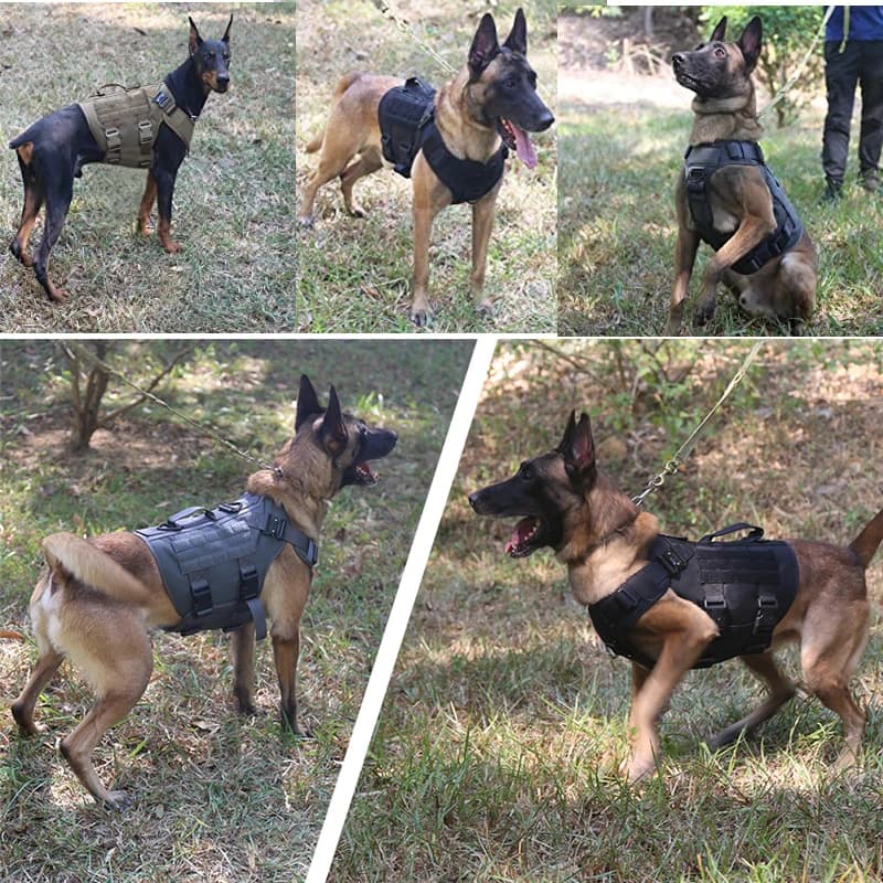 Gilet militaire tactique pour animaux de compagnie, berger allemand Golden Retriever, ensemble harna