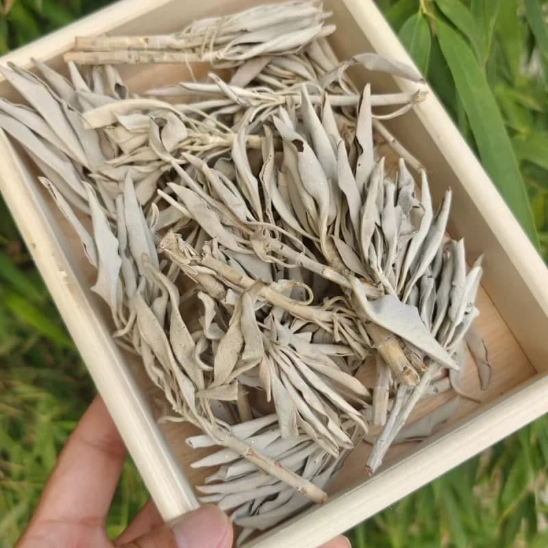 Feuille de sauge blanche naturelle – Fumée pour le yoga, le nettoyage, la guérison et la méditation 
