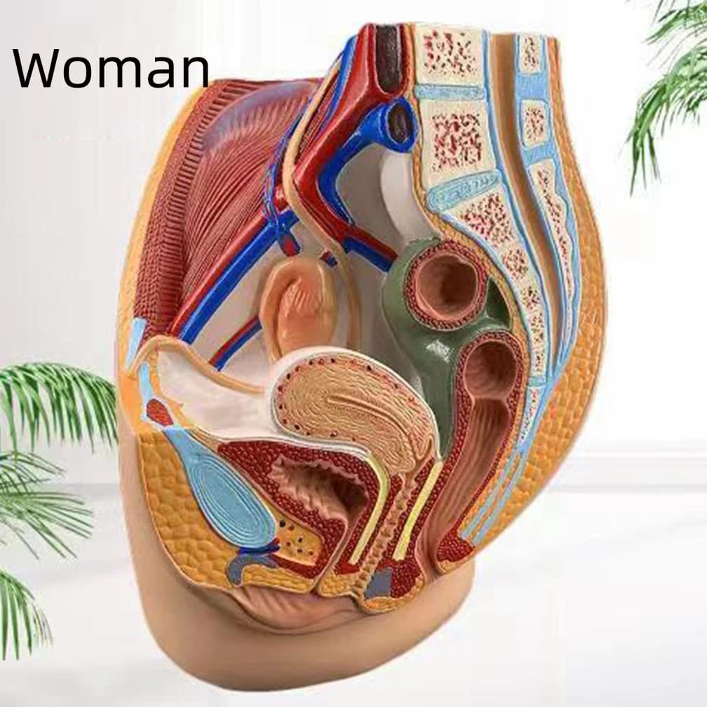 Modèle anatomique de vagin féminin pour hommes et femmes, science médicale, section sagittale médian