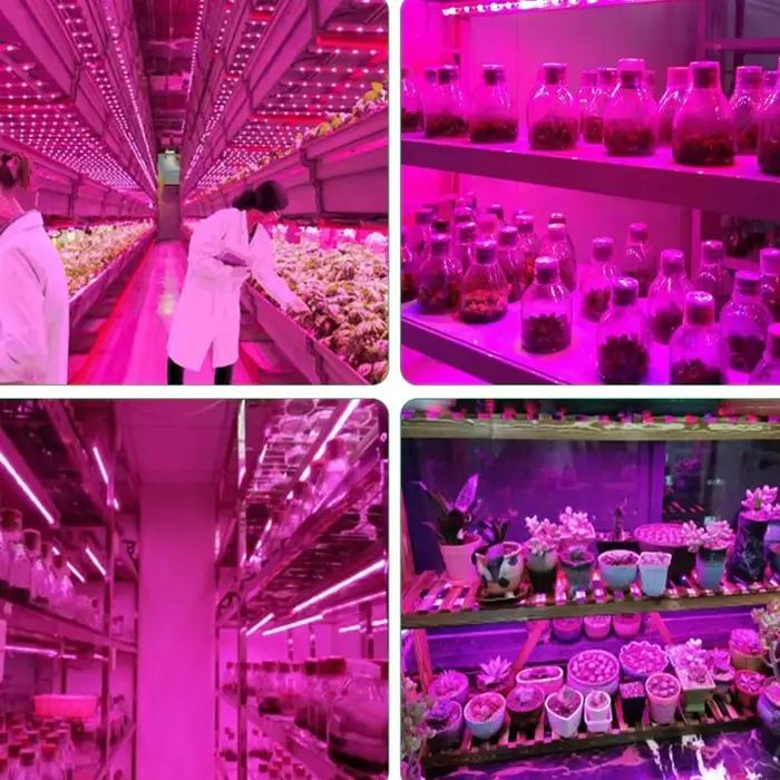 Plante lumière grandir bande LED 5V USB LED 1-5m puce LED à spectre complet pour serre fleur semis c