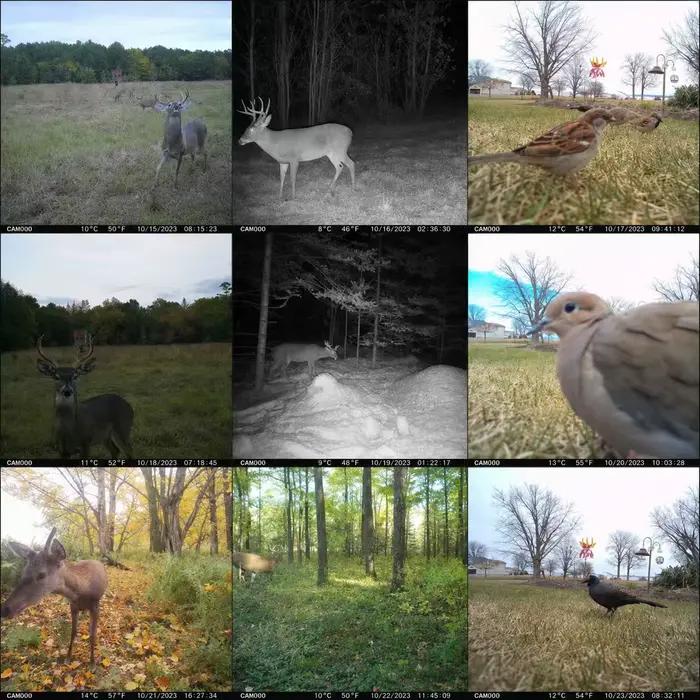 Caméra de chasse solaire 4G cellulaire 2K avec détection de mouvement PIR