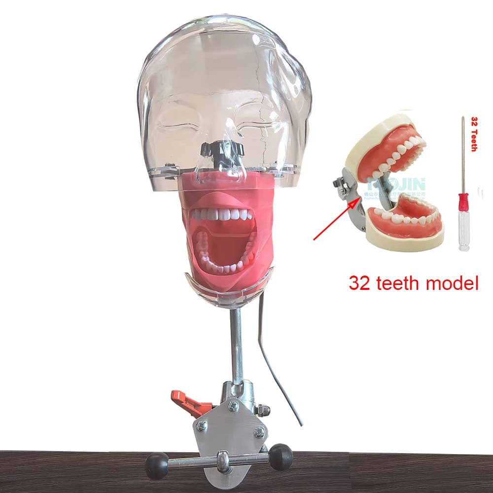 Simulateur Dentaire Fantôme de Mannequin Simple, Réglage à 360 Degrés, avec Nouveau Style, Support d