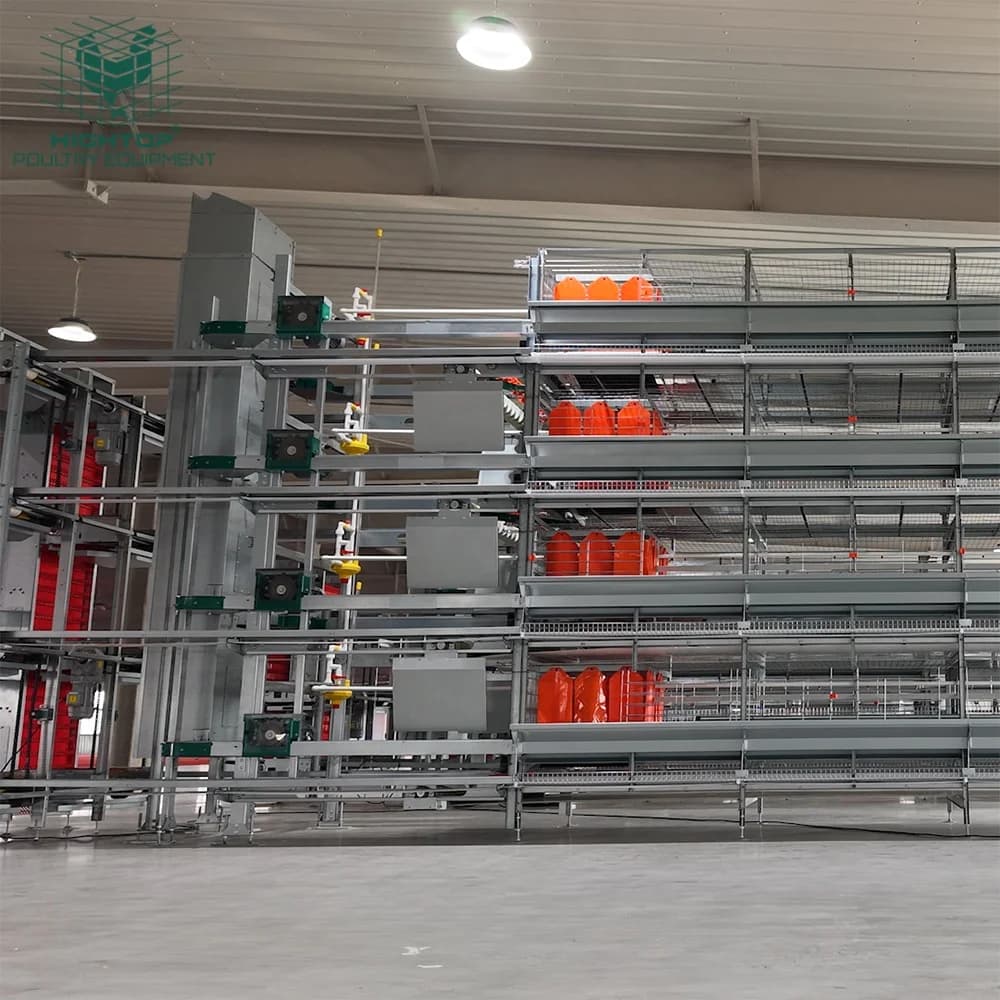 Système de cages à poules pondeuses entièrement automatique avec nid de bien-être et perchoirs pour