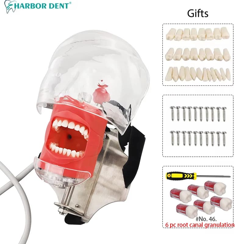 Simulateur dentaire, modèle de tête Simple, tête fantôme dentaire avec dents pour étudiants en denti