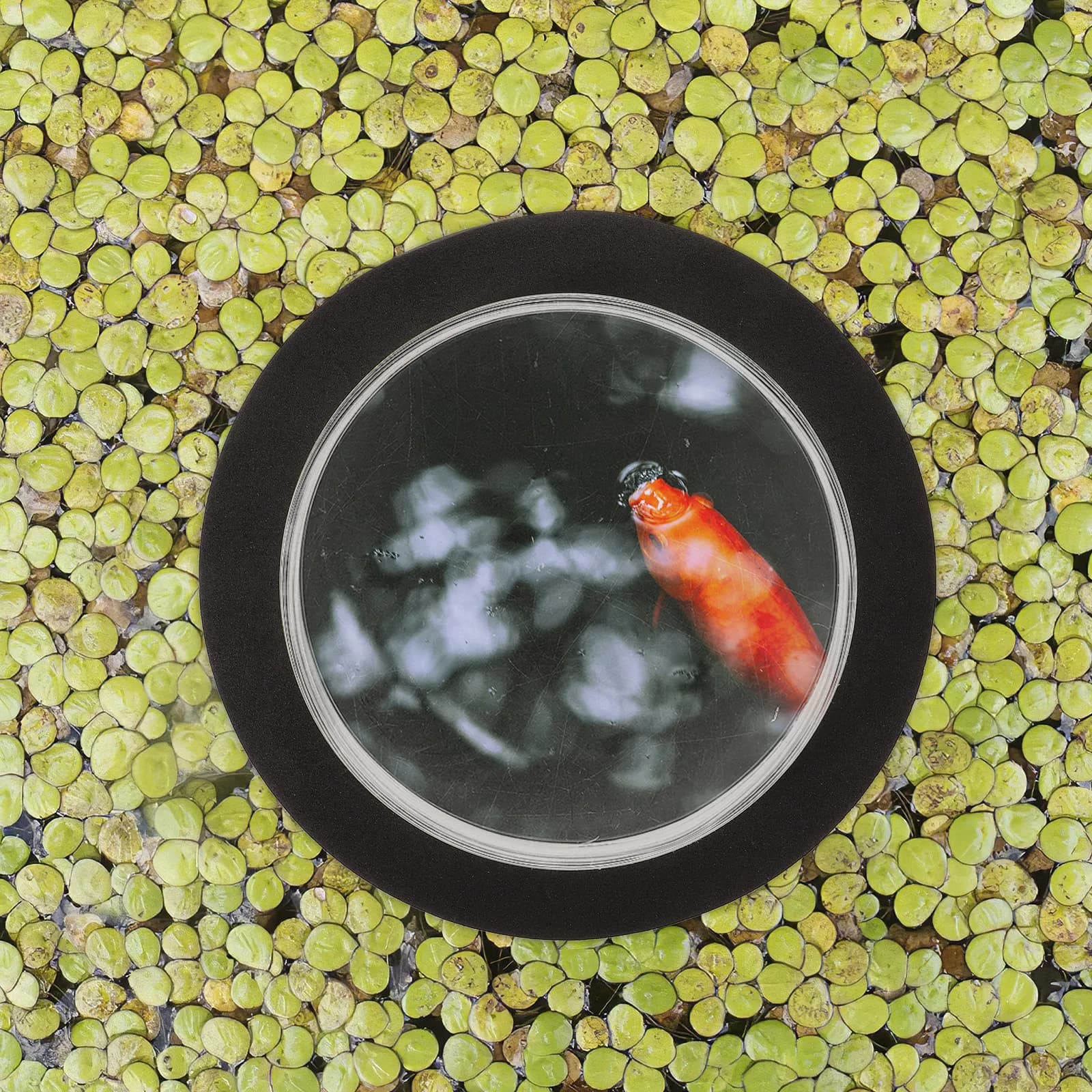 Dôme flottant pour poissons, dôme transparent en acrylique pour observation en surface, vue sous-mar