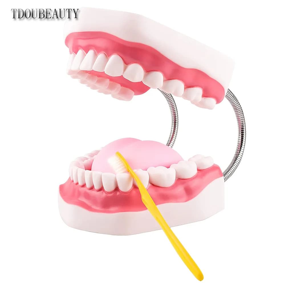 Charnière en métal modèle buccal pour la orthophonie, modèle de dents dentaires fuchsia, broCumbria