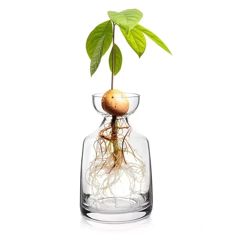 Kit de culture d'avocat - Vase de germination en verre pour les amateurs de jardinage, cadeau unique