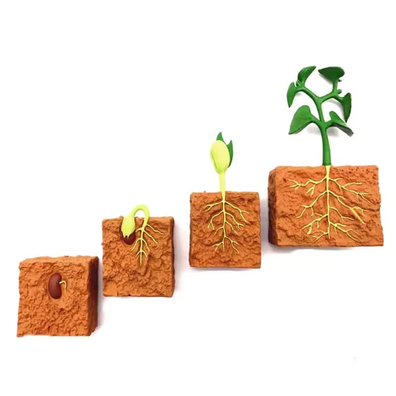 Modèle de simulation de cycle de vie des plantes pour enfants, processus de croissance des plantes,