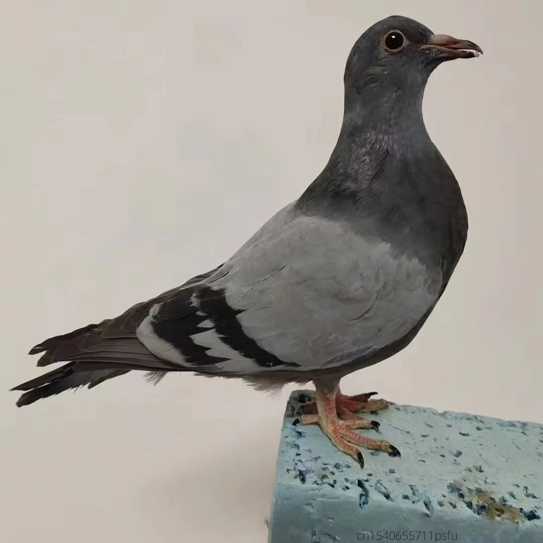 Pigeon Taxidermisé Réaliste Fait Main, Figurine Décorative pour la Maison, Accessoire de Photographi